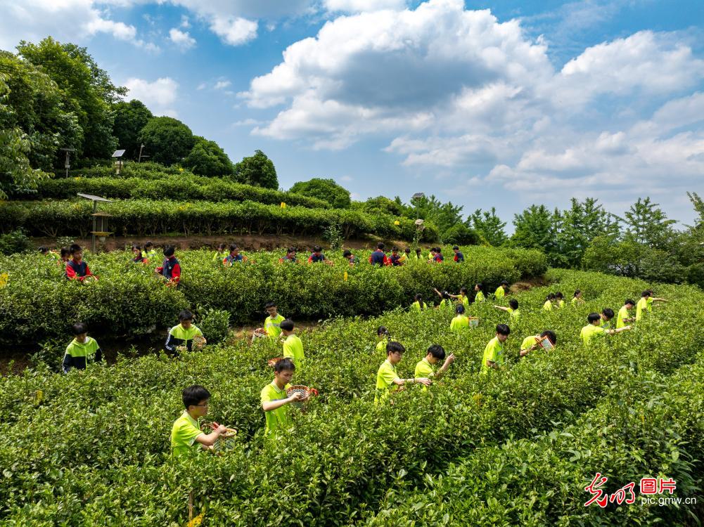 Students experience tea-picking practice in Chongqing Students experience tea-picking practice in Chongqing