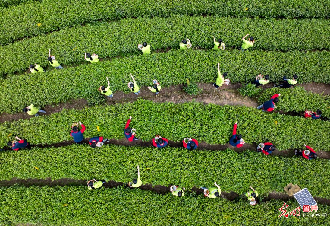 Students experience tea-picking practice in Chongqing Students experience tea-picking practice in Chongqing