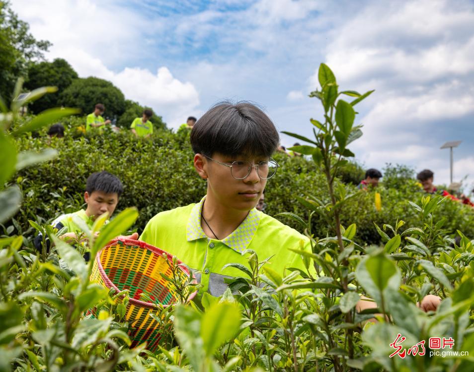 Students experience tea-picking practice in Chongqing Students experience tea-picking practice in Chongqing