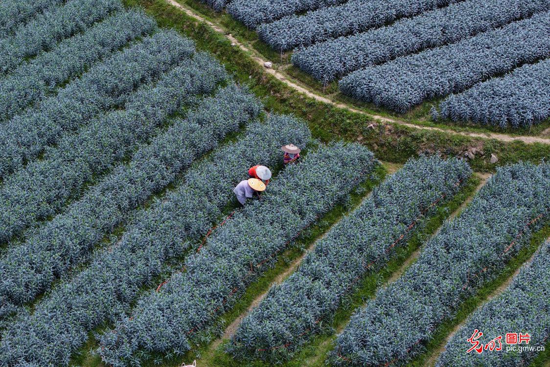 Farmers tend lily fields in mountainous Hunan Farmers tend lily fields in mountainous Hunan