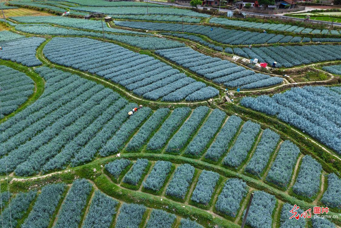 Farmers tend lily fields in mountainous Hunan Farmers tend lily fields in mountainous Hunan