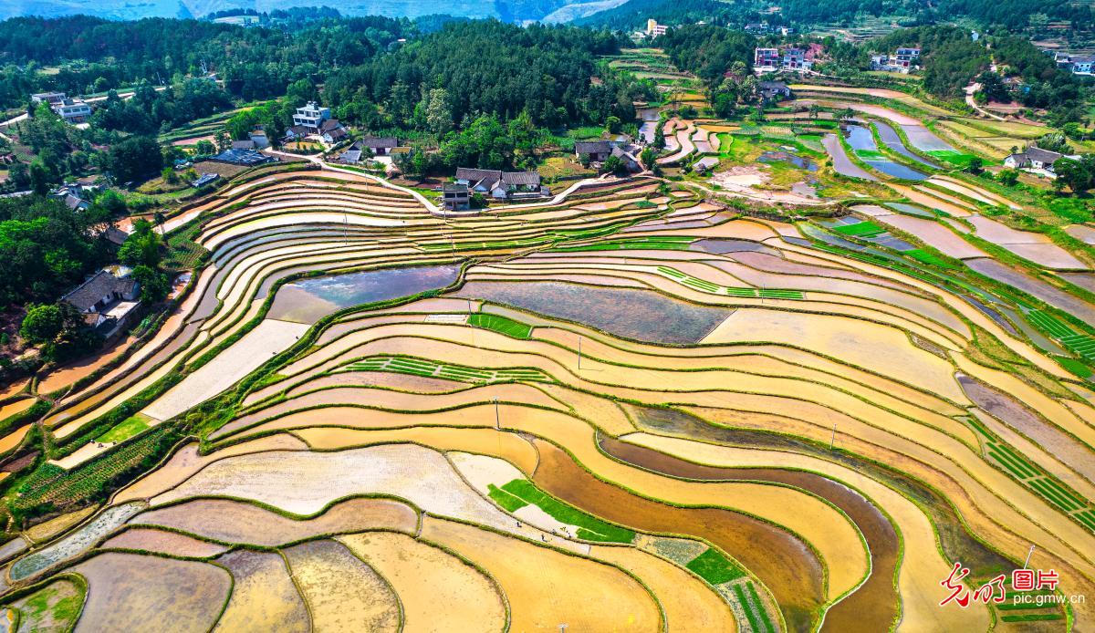 Farmers busy transplanting rice seedlings