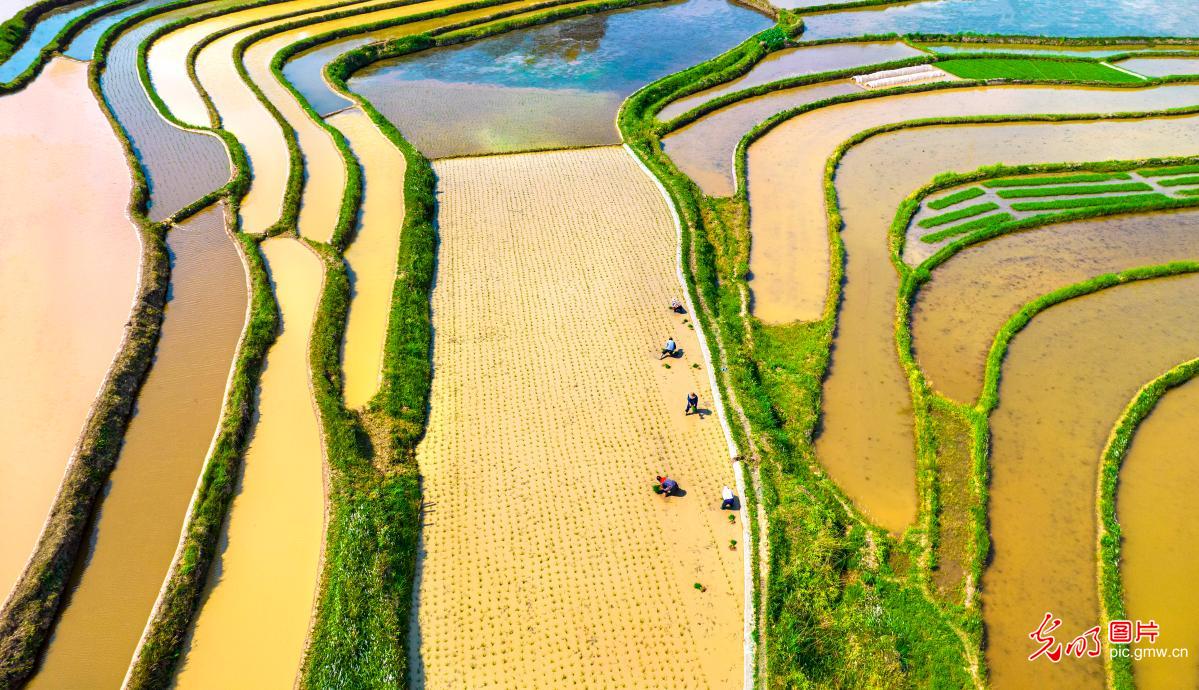 Farmers busy transplanting rice seedlings