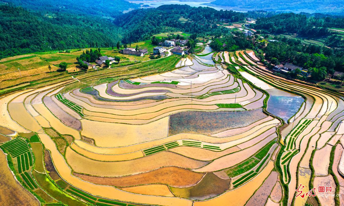 Farmers busy transplanting rice seedlings