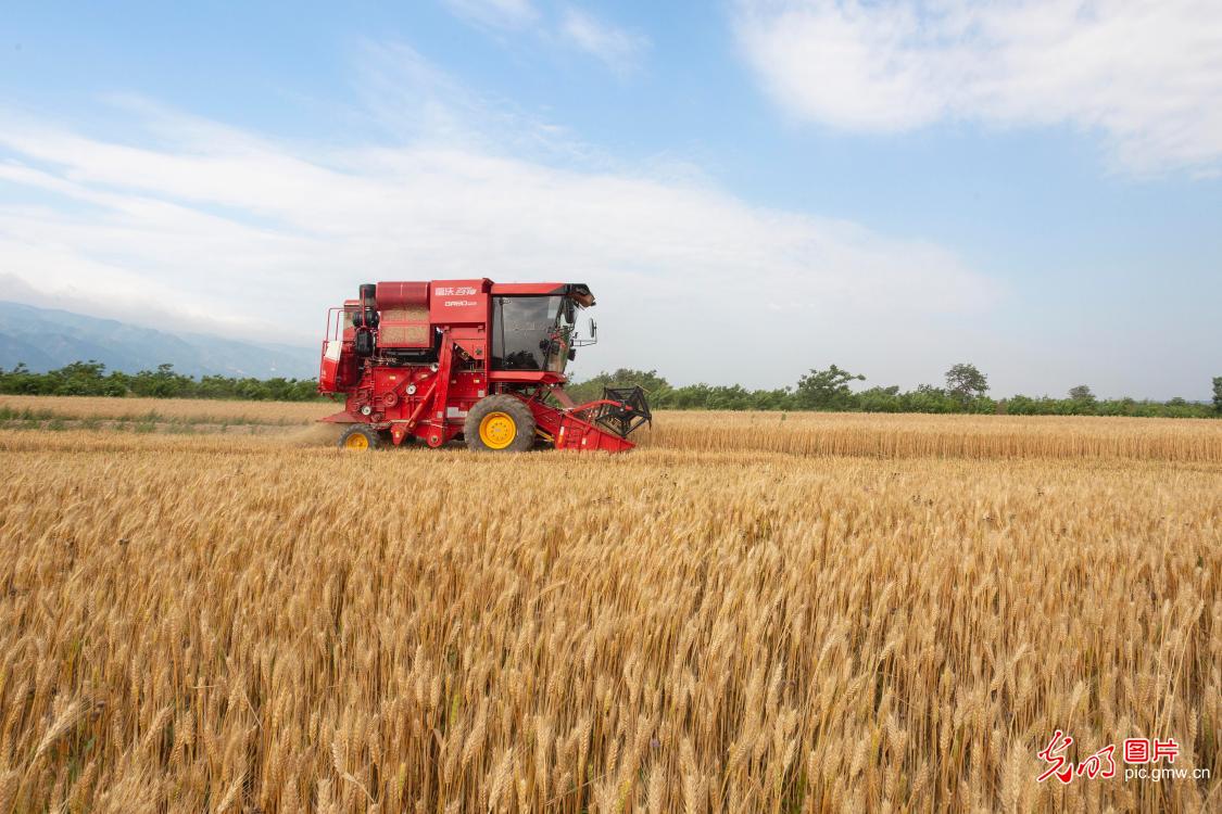 Wheat harvest kicks off in Yuncheng, N China's Shanxi