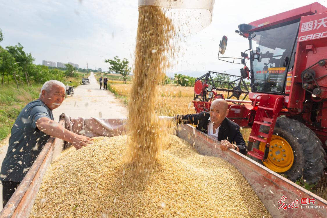 Wheat harvest kicks off in Yuncheng, N China's Shanxi