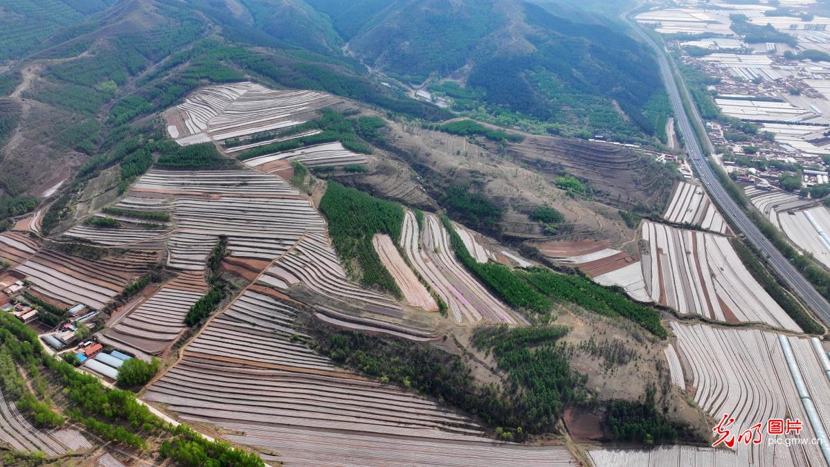 Terraced fields paint vibrant rural revitalization scene in N China's Inner Mongolia