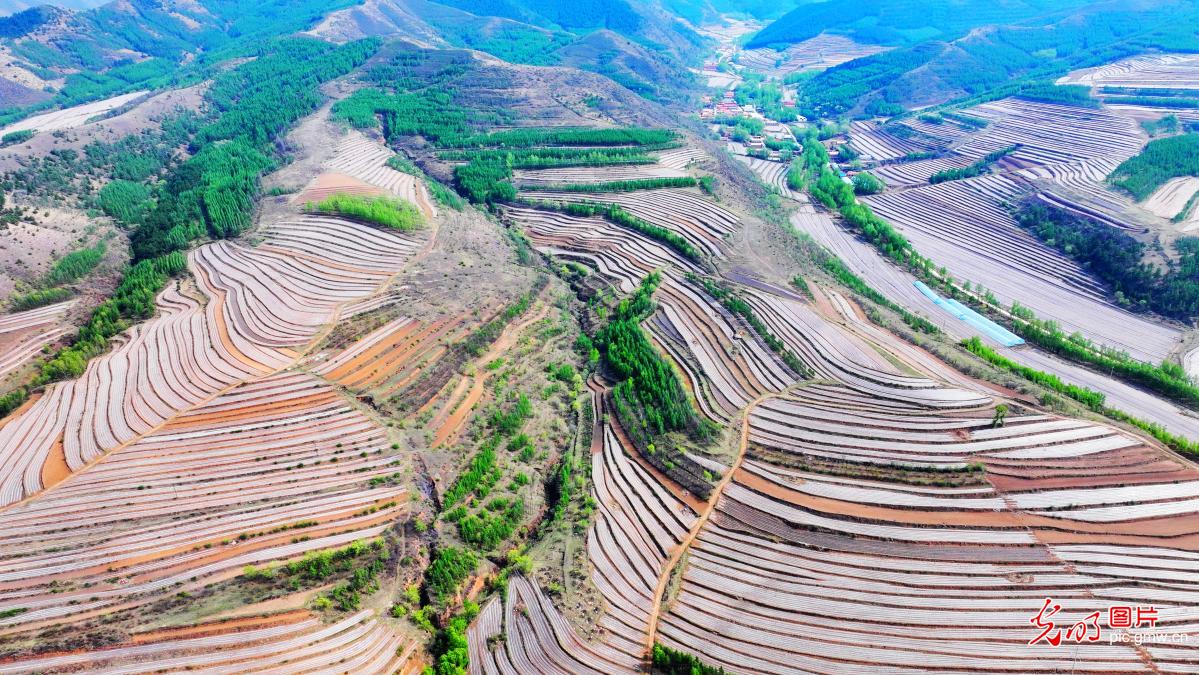 Terraced fields paint vibrant rural revitalization scene in N China's Inner Mongolia