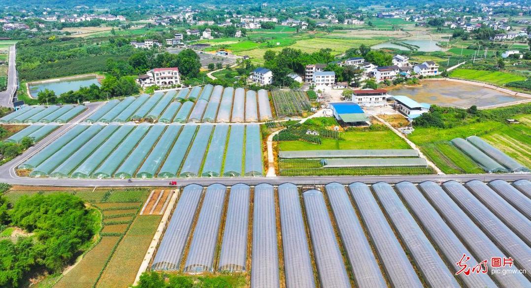 Picturesque rural vitality unfolds in SW China