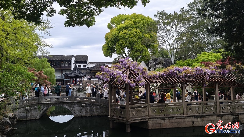 Blooming wisteria brightens Lion Grove Garden