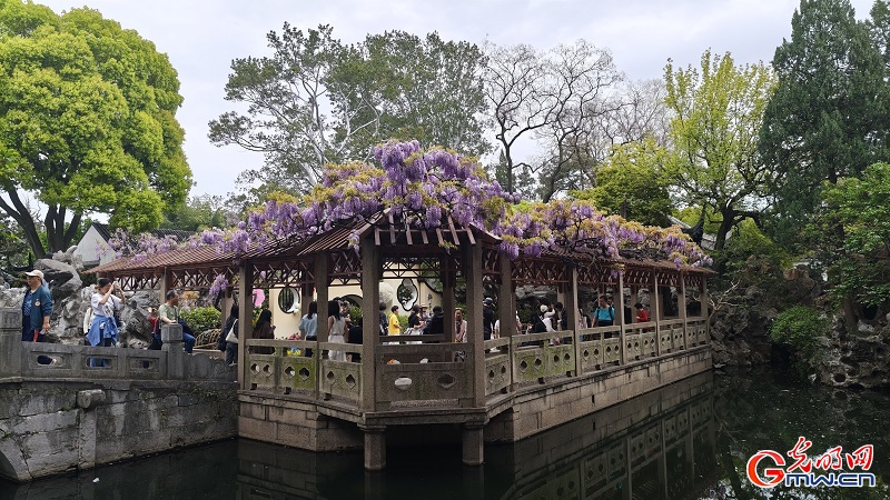 Blooming wisteria brightens Lion Grove Garden