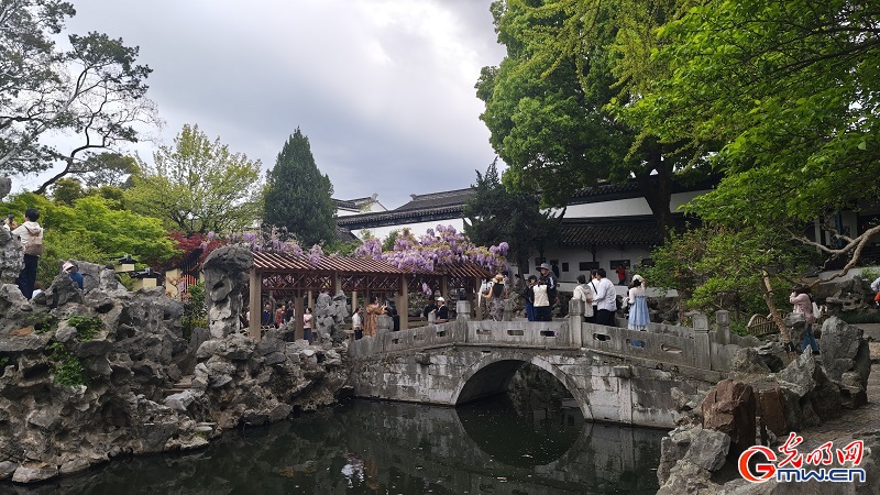 Blooming wisteria brightens Lion Grove Garden