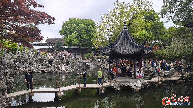 Blooming wisteria brightens Lion Grove Garden