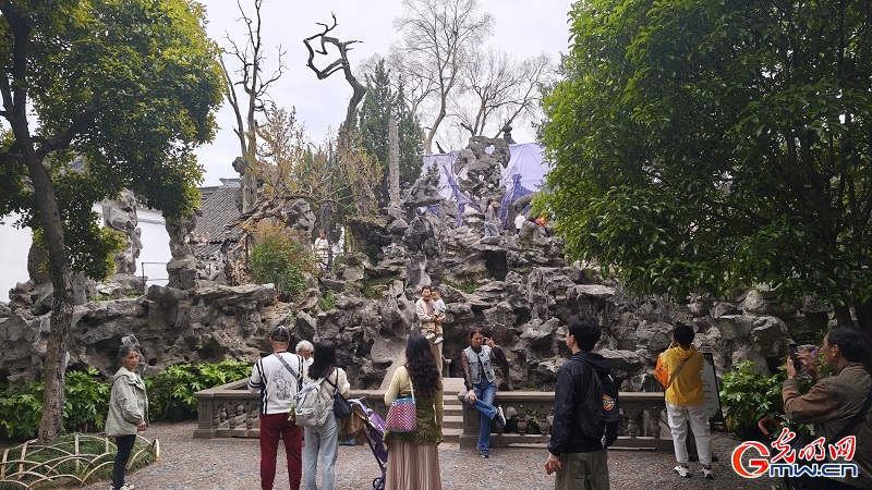 Blooming wisteria brightens Lion Grove Garden