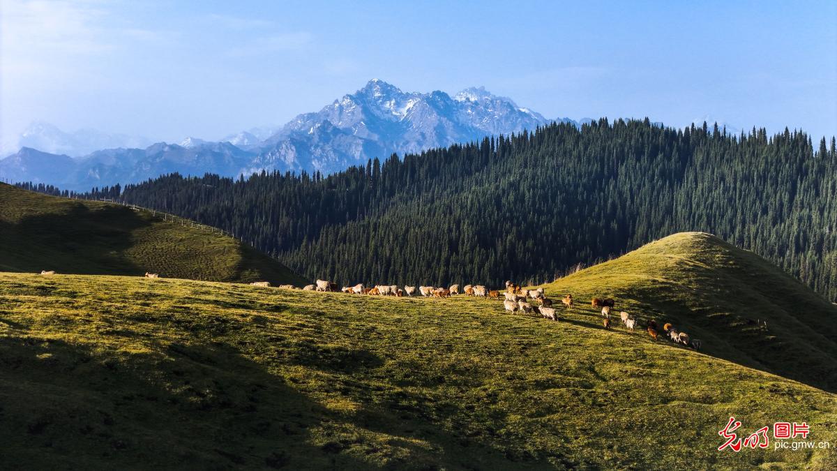 Natural beauty unfolds on Jiangbulati Grassland in NW China's Xinjiang Natural beauty unfolds on Jiangbulati Grassland in NW China's Xinjiang
