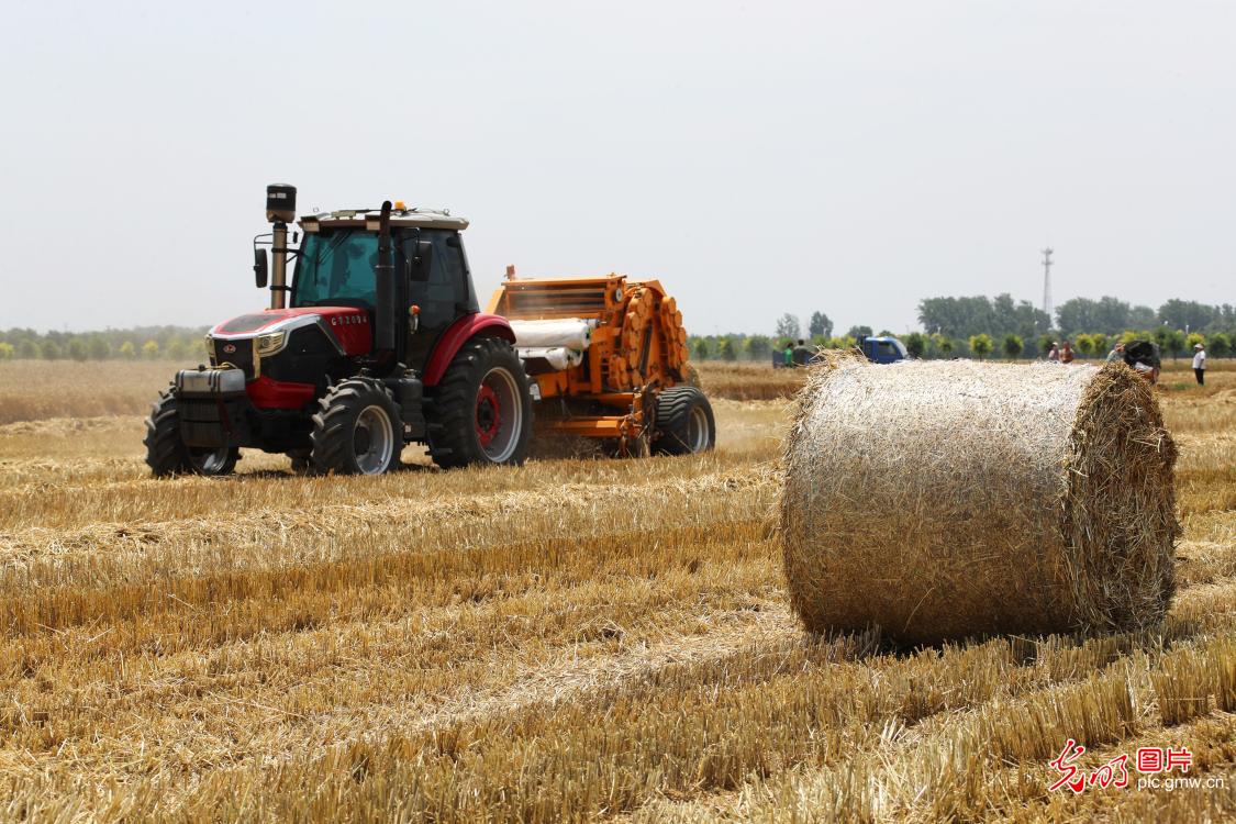 Wheat straw recycling underway in C China's Henan Wheat straw recycling underway in C China's Henan