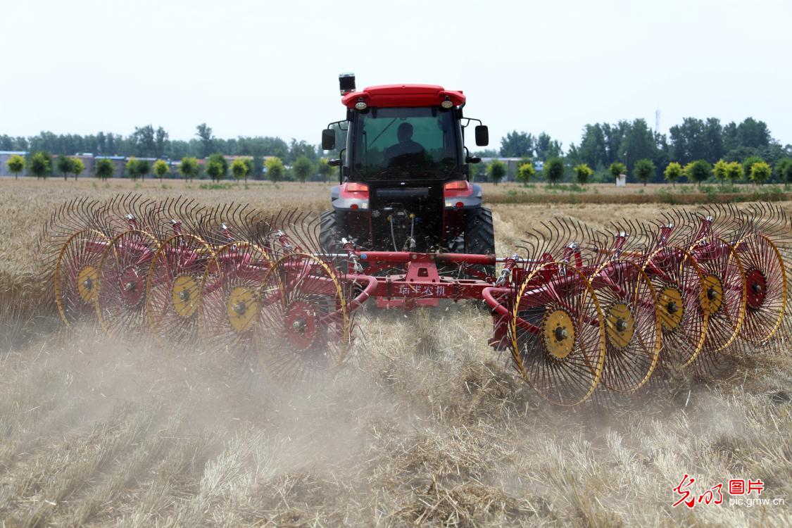 Wheat straw recycling underway in C China's Henan Wheat straw recycling underway in C China's Henan