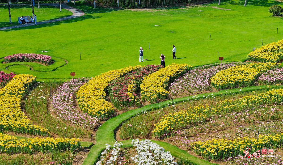 Blooming lilies attract visitors in east China's Jiangsu