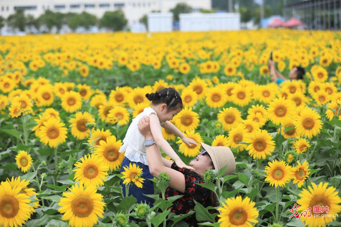 Sunflower fields draw tourists in Huaibei