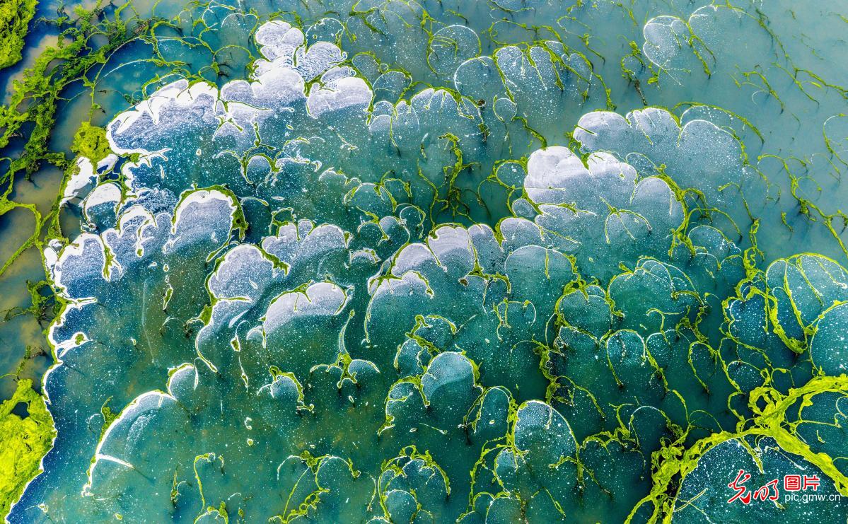 Green algae and foam create natural tapestry at Yuncheng Salt Lake in N China's Shanxi Green algae and foam create natural tapestry at Yuncheng Salt Lake in N China's Shanxi