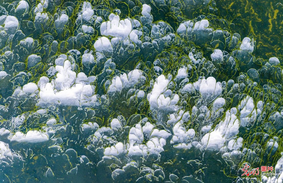 Green algae and foam create natural tapestry at Yuncheng Salt Lake in N China's Shanxi Green algae and foam create natural tapestry at Yuncheng Salt Lake in N China's Shanxi