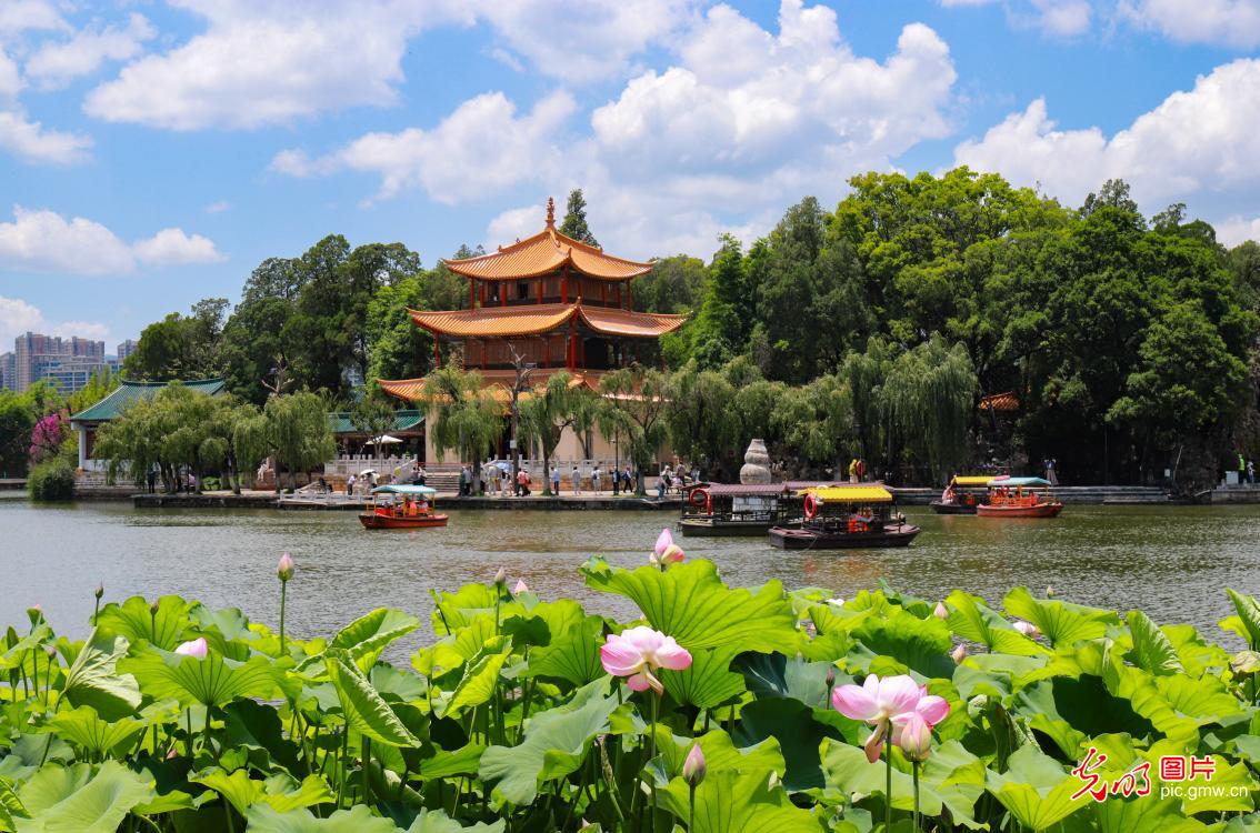 Visitors take boat rides among lotus blossoms in SW China's Kunming Visitors take boat rides among lotus blossoms in SW China's Kunming