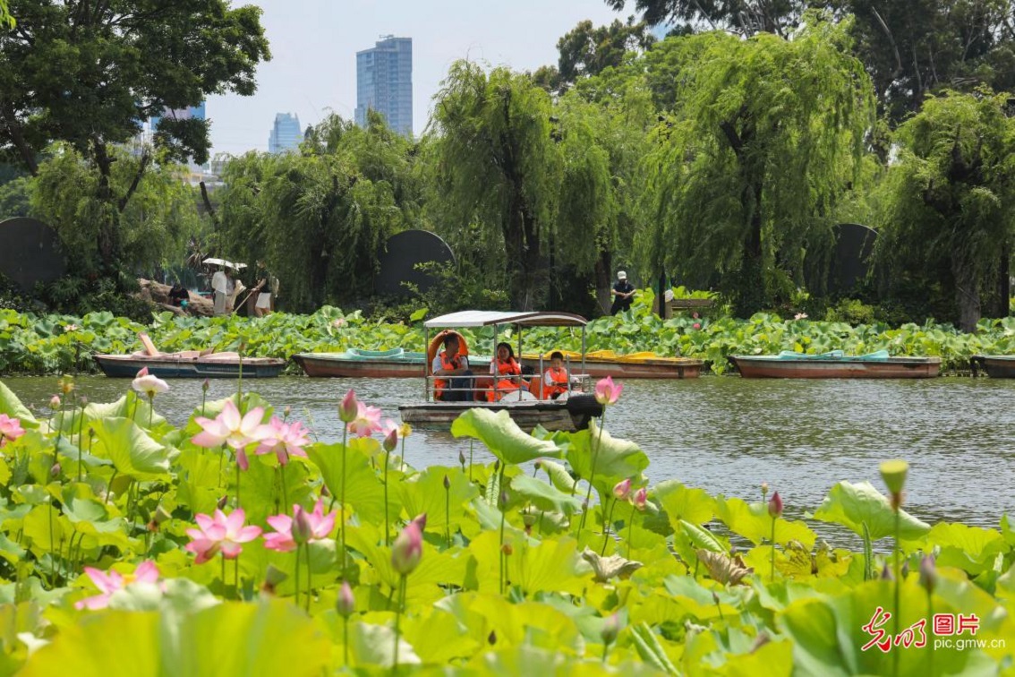 Visitors take boat rides among lotus blossoms in SW China's Kunming Visitors take boat rides among lotus blossoms in SW China's Kunming