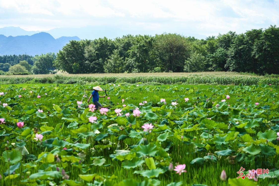 Summer Solstice field work in full swing in C China's Hunan