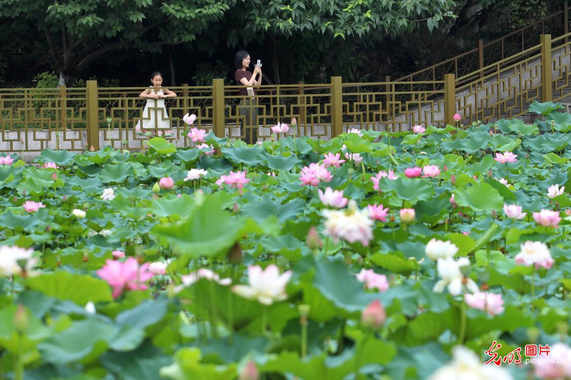Blooming lotus flowers usher in summer across China Blooming lotus flowers usher in summer across China