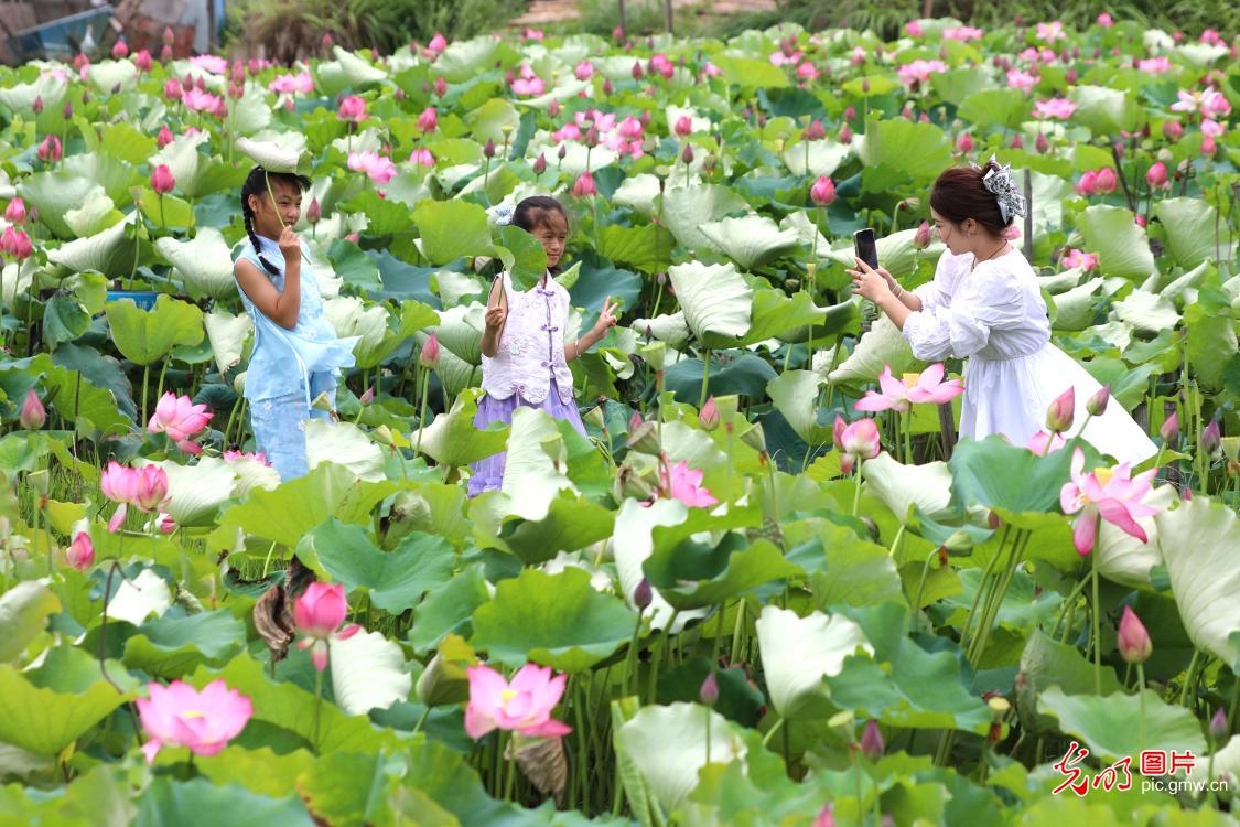 Blooming lotus flowers usher in summer across China Blooming lotus flowers usher in summer across China