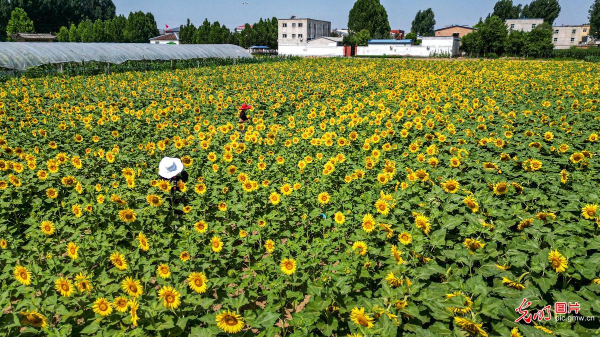 Sunflowers draw visitors to village in N China's Hebei Sunflowers draw visitors to village in N China's Hebei