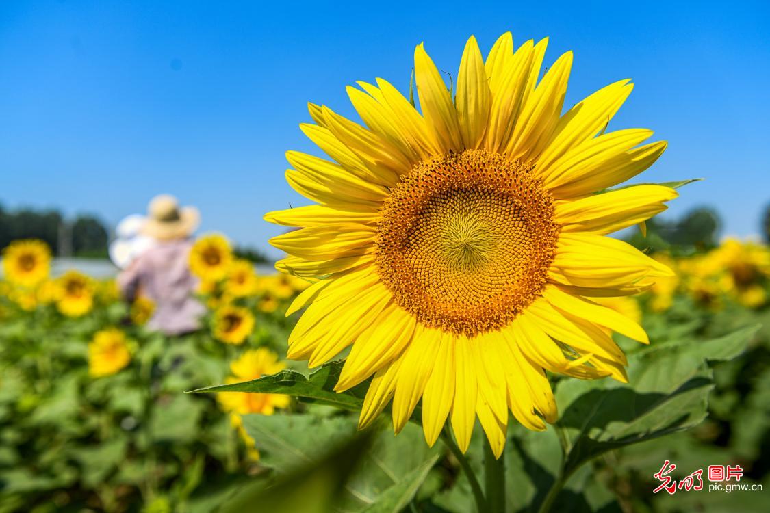 Sunflowers draw visitors to village in N China's Hebei Sunflowers draw visitors to village in N China's Hebei