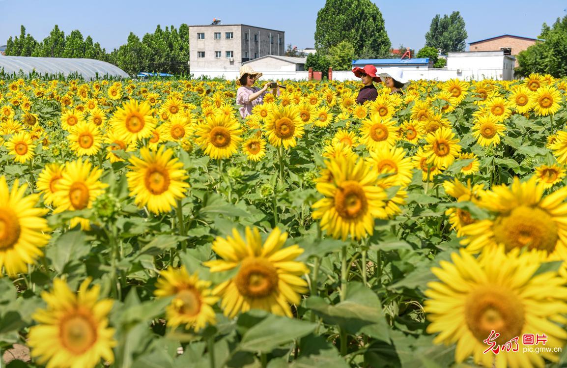 Sunflowers draw visitors to village in N China's Hebei Sunflowers draw visitors to village in N China's Hebei
