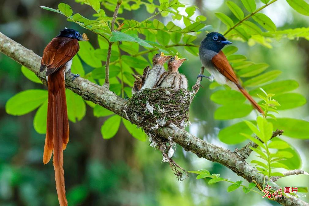 Paradise flycatcher feeds chicks during breeding season in E China's Anhui
