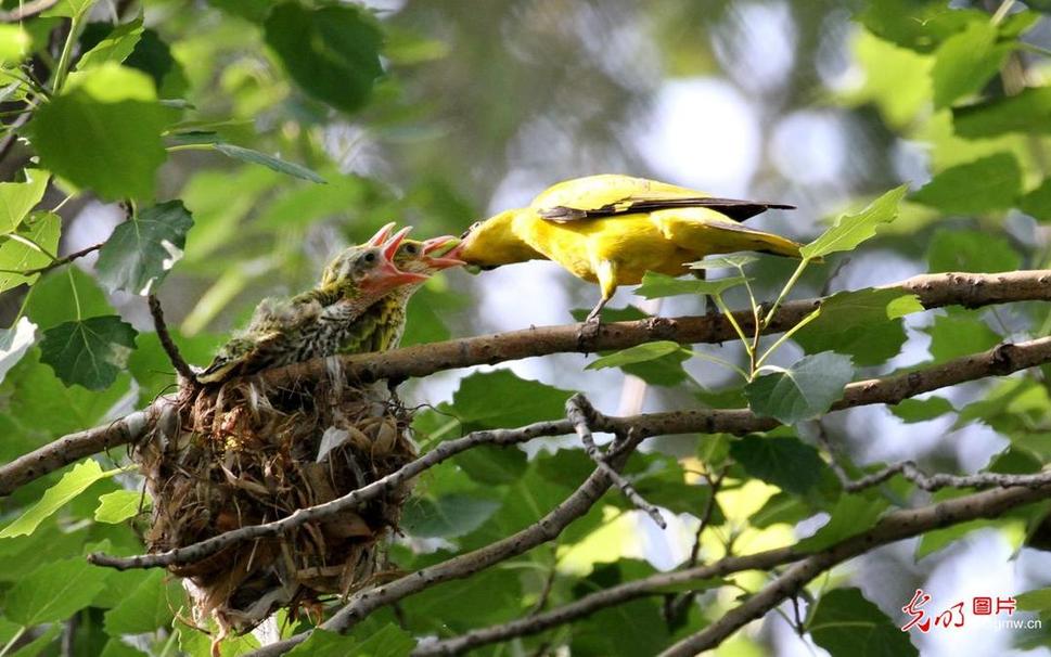 Paradise flycatcher feeds chicks during breeding season in E China's Anhui