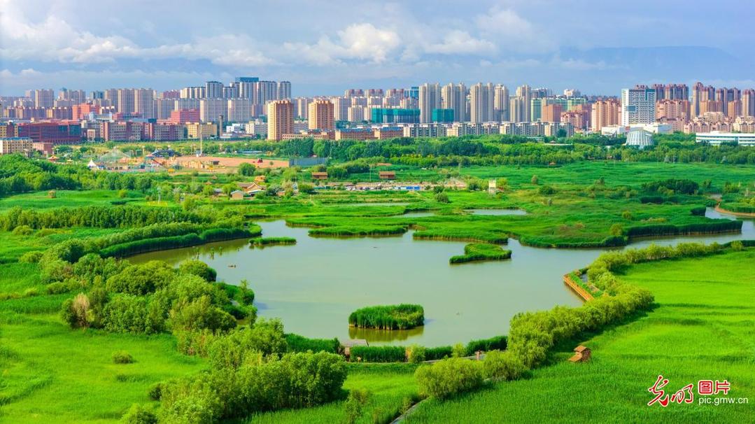 Summer scenery of wetland in NW China's Gansu Summer scenery of wetland in NW China's Gansu