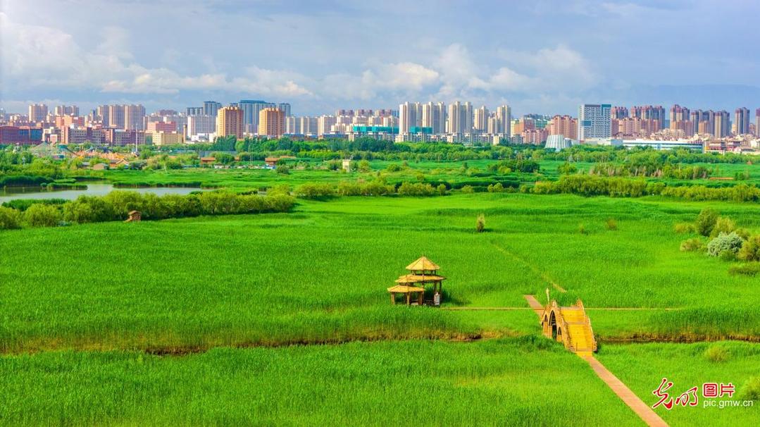 Summer scenery of wetland in NW China's Gansu Summer scenery of wetland in NW China's Gansu