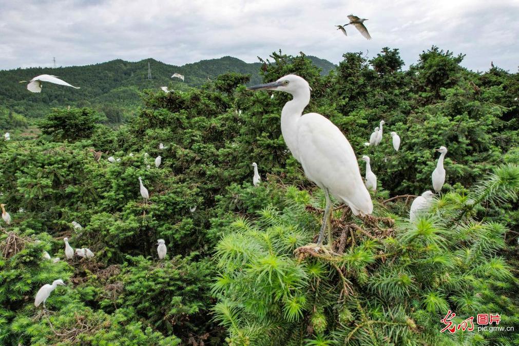 Egrets thrive amid verdant forests in E China