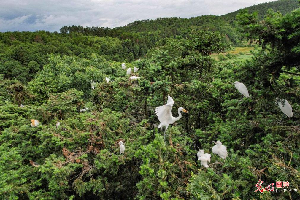 Egrets thrive amid verdant forests in E China