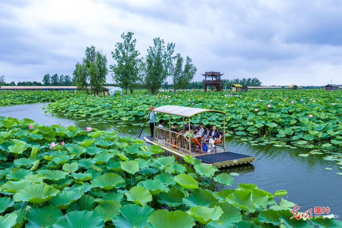 Rafting amid blooming lotus flowers