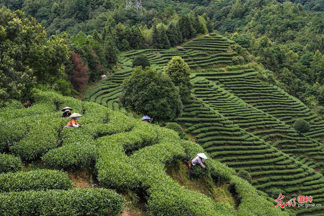 Alpine tea garden welcomes harvest season