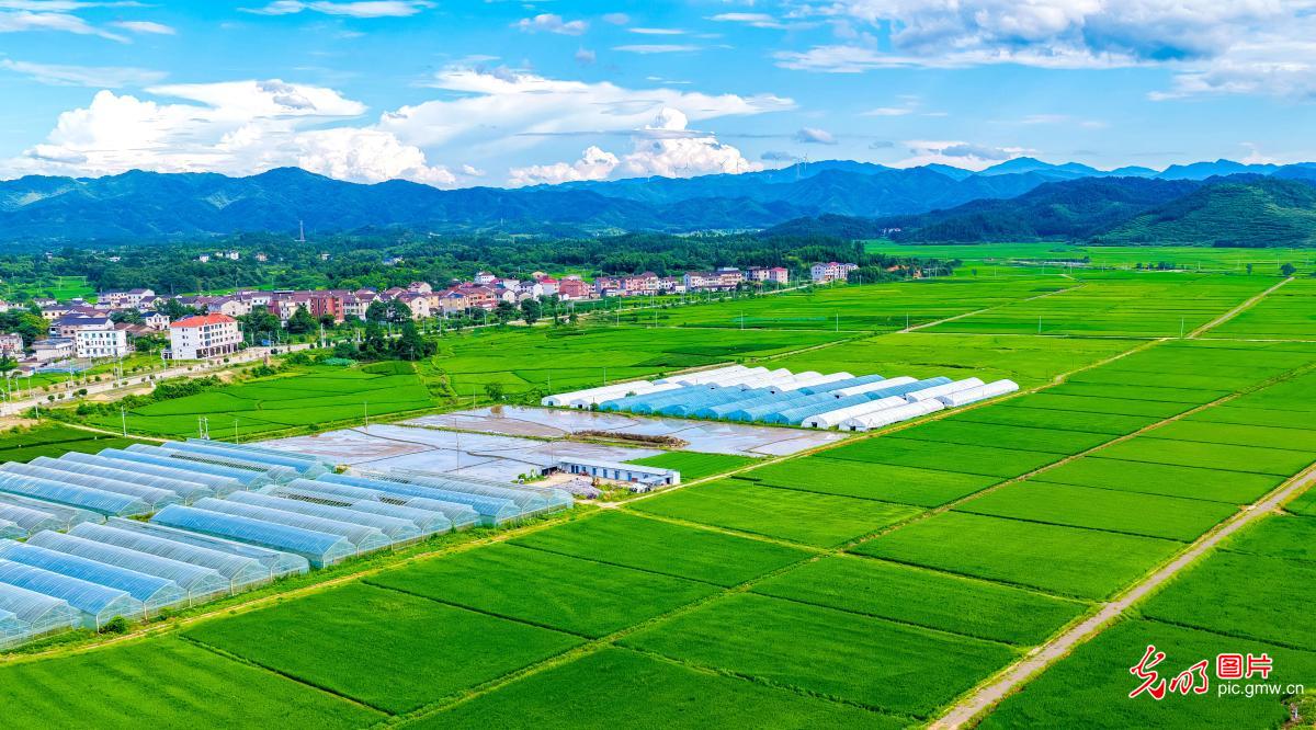 Picturesque summer countryside in E China's Jiangxi Picturesque summer countryside in E China's Jiangxi