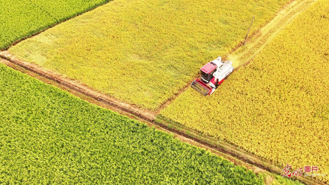 Farmers busy with summer farming across China
