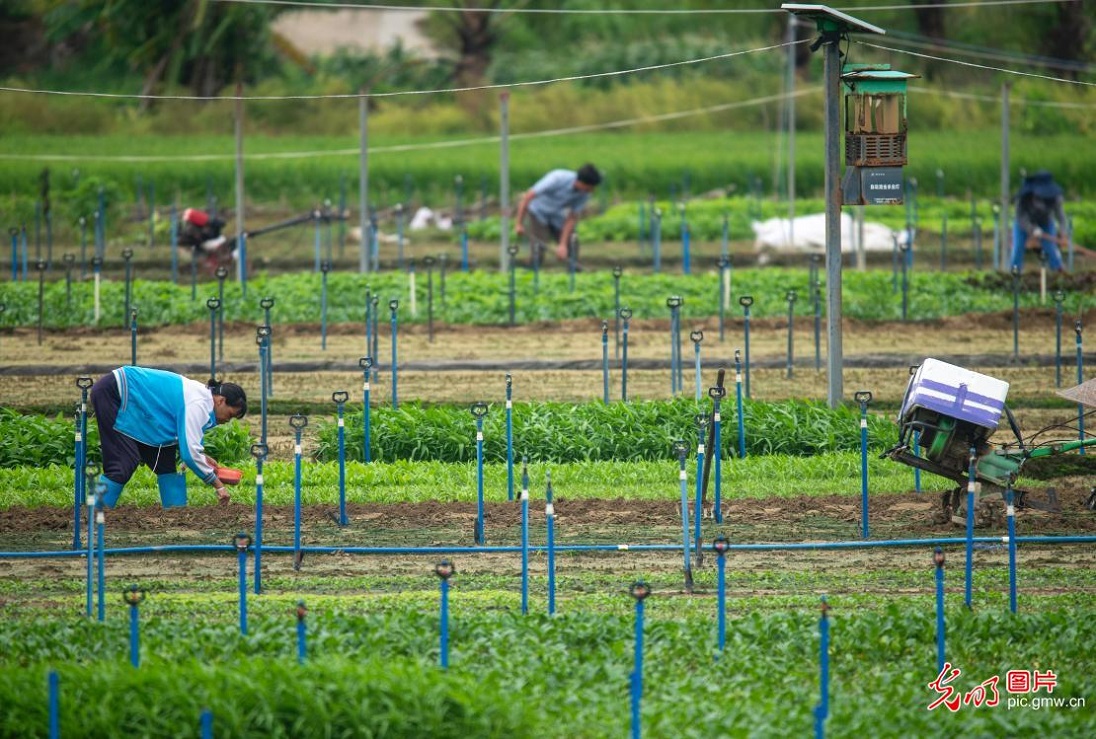 Farmers busy with summer farming across China