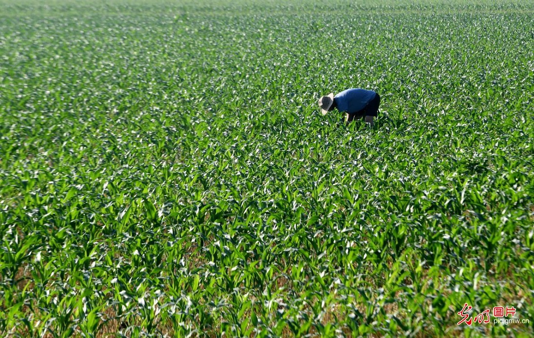 Farmers busy with summer farming across China