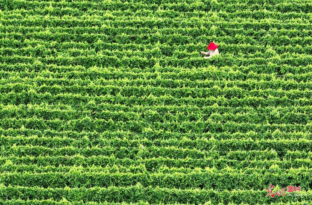 Farmers busy with summer farming across China