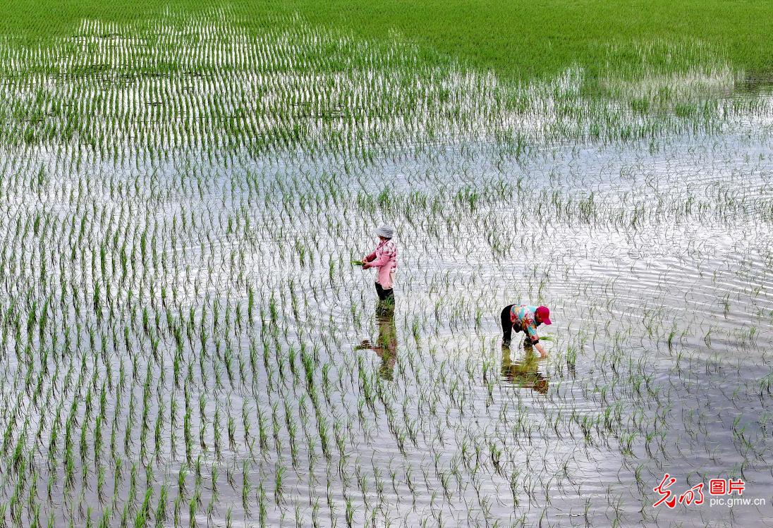 Farmers busy with summer farming across China