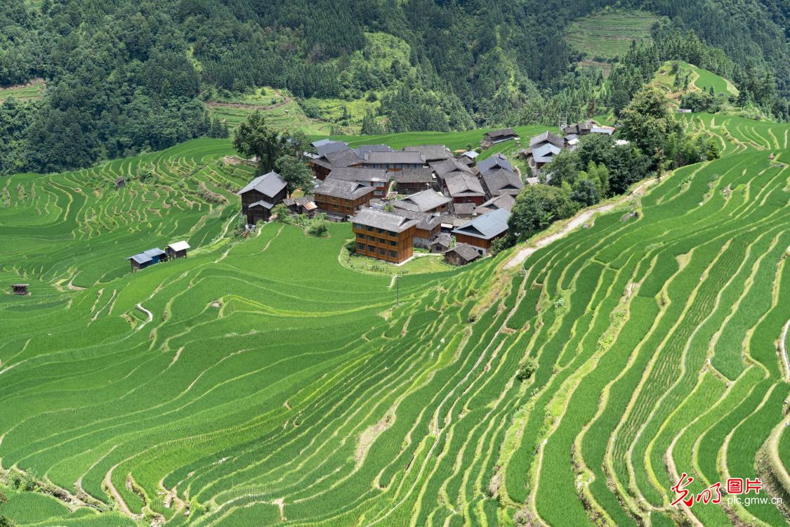 Verdant rice terraces showcase summer beauty in Guizhou