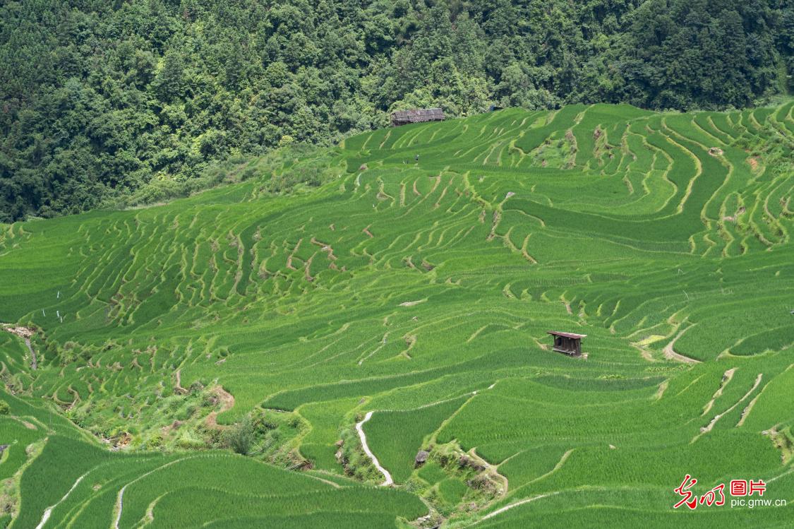 Verdant rice terraces showcase summer beauty in Guizhou