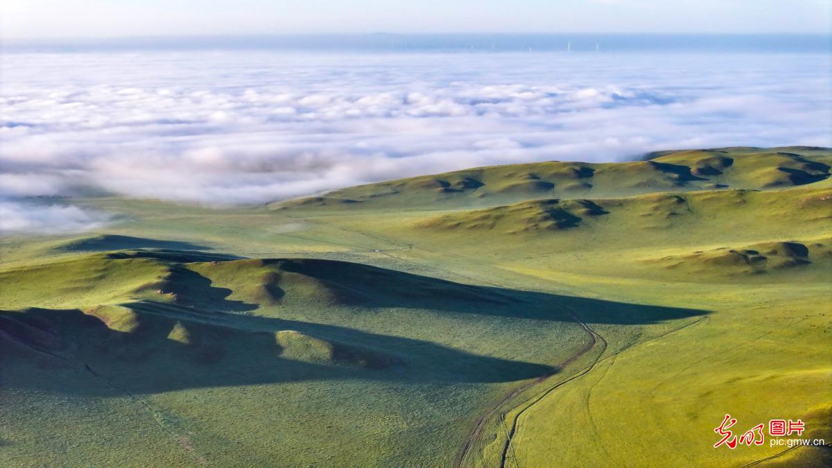 Mist shrouds grassland in N China's Inner Mongolia
